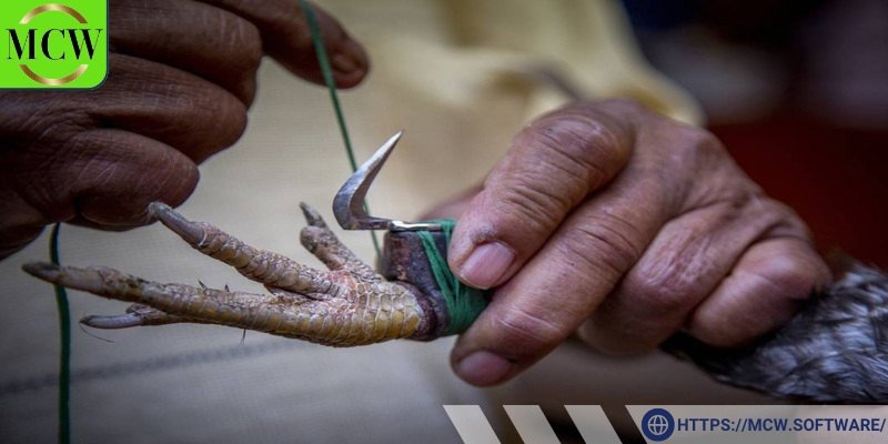 Cần biết cách băng cựa gà đúng cách để đảm bảo an toàn tuyệt đối