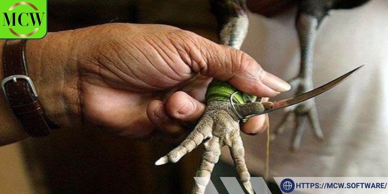 Khi băng cựa gà cần lưu ý một số điểm quan trọng để đảm bảo an toàn cho đôi bên