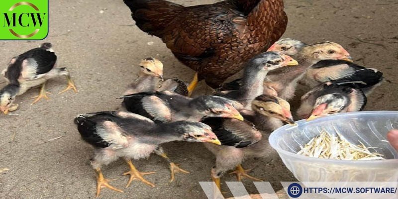 Khi chọn gà chọi, yếu tố quan trọng nhất chính là sức khỏe