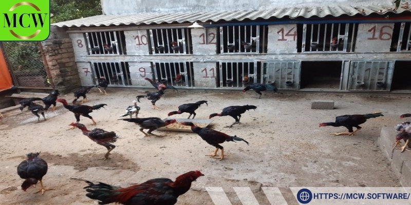 Sau khi chọn được gà chọi non, việc chuẩn bị chuồng trại là điều không thể thiếu