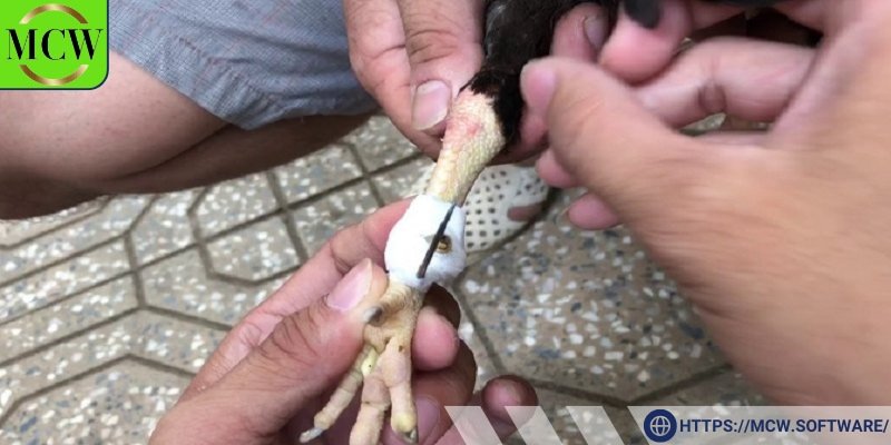 Cách băng cựa gà là một phương pháp dùng để bảo vệ cựa của chiến kê