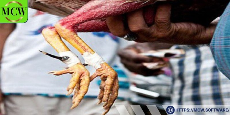 Việc kiểm tra cựa gà trước khi băng là rất quan trọng