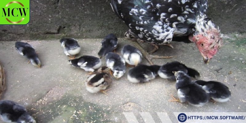 Gà chọi có thể chia thành hai loại chính: gà đòn và gà cựa
