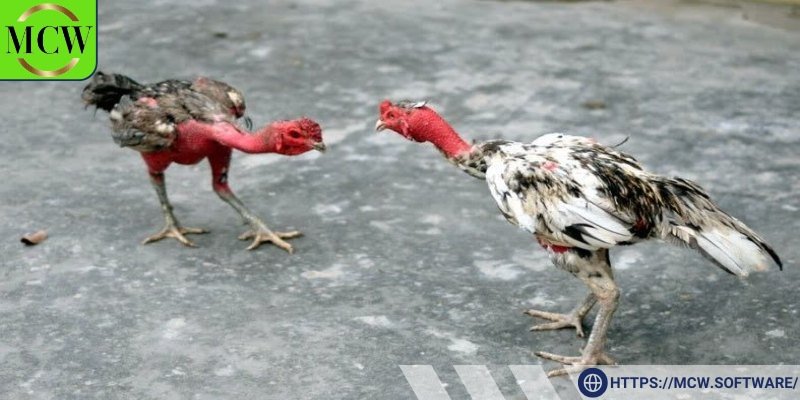 Phòng bệnh là yếu tố không thể thiếu trong thời gian chăm sóc gà chọi