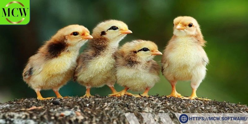 Quan sát các bộ phận cơ thể gà chọi con để đưa ra quyết định
